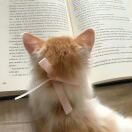 爱睡觉的小喵咪