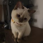 撒了糖霜的柠檬蛋糕