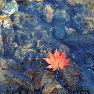 29、一些秋天的美好回忆:本溪的枫叶和美食,电影刺猬和东北的算命师父