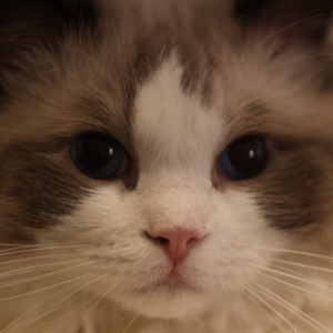 大脑如何判定面部性别?