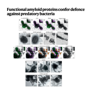 069-Amyloids Defend Against Predatory Bacteria