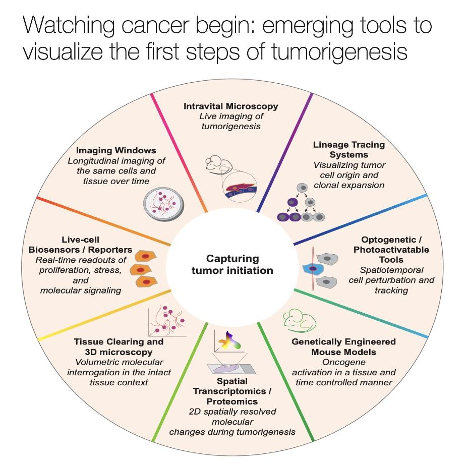 1046-Visualizing the First Steps of Tumorigenesis episode artwork