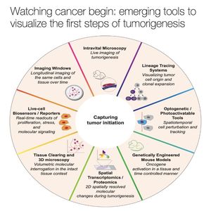 1046-Visualizing the First Steps of Tumorigenesis