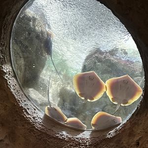 podcaster-avatar