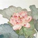 好运莲莲_6VzX
