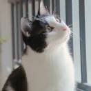 青城山养鸡二场长