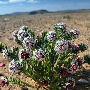 阳光下笑容灿烂的小花，你是“好蛋”还是“坏蛋”？