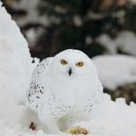 owlgebra