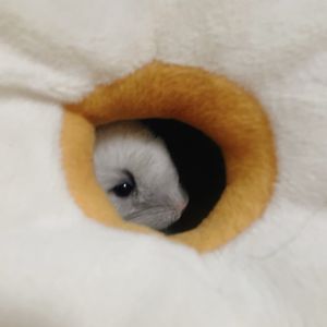 之沂