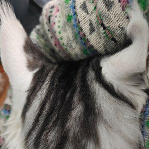 堡垒说得队的小猫