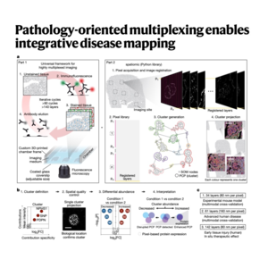 124-PathoPlex: Spatial Proteomics Mapping