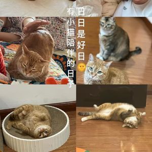 17. 女人👩 女巫👸 和 猫🐱