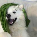 追杀落日