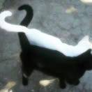耳总_cadK