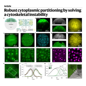 773-Cytoskeletal Instability of Cytoplasmic Partitioning