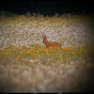 109. 克拉克森变形记:跨界务农第三年的农场日常