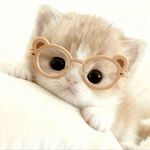 晓晓晓xiao