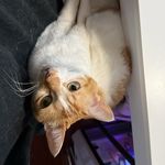 阿蓝大吃特吃