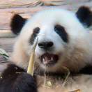 huahua的baby