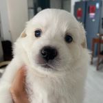 IceBear_PR4I