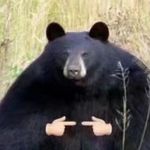 我不是野猪