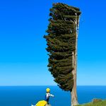 海棠律师
