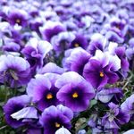 芙旺