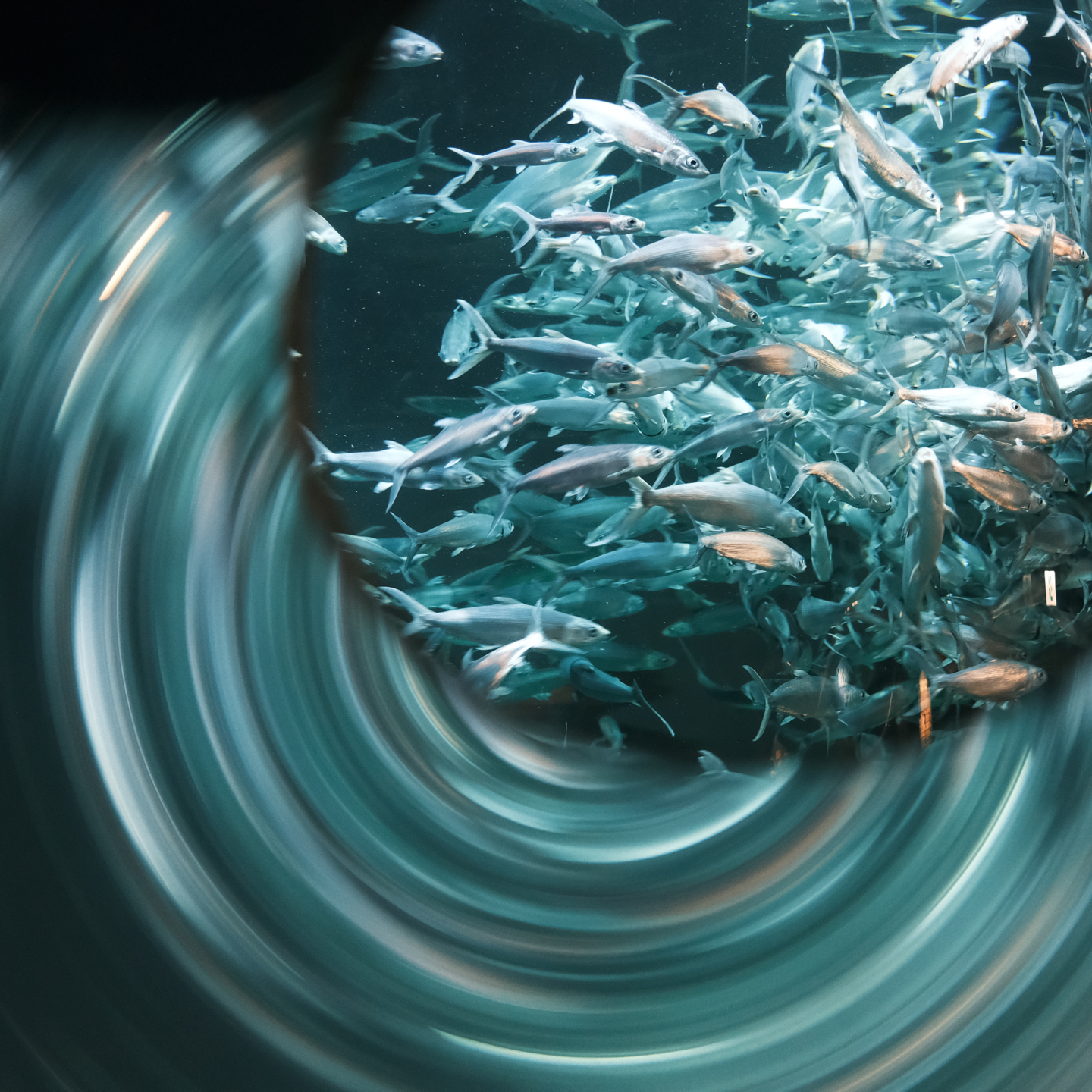 过刊077:落雪的香港,人们已经见过了 过刊077:落雪的香港,人们已经见过了