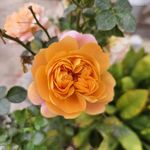 小新小花