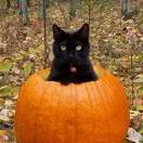 抹茶QQ好吃到咩噗红豆烧