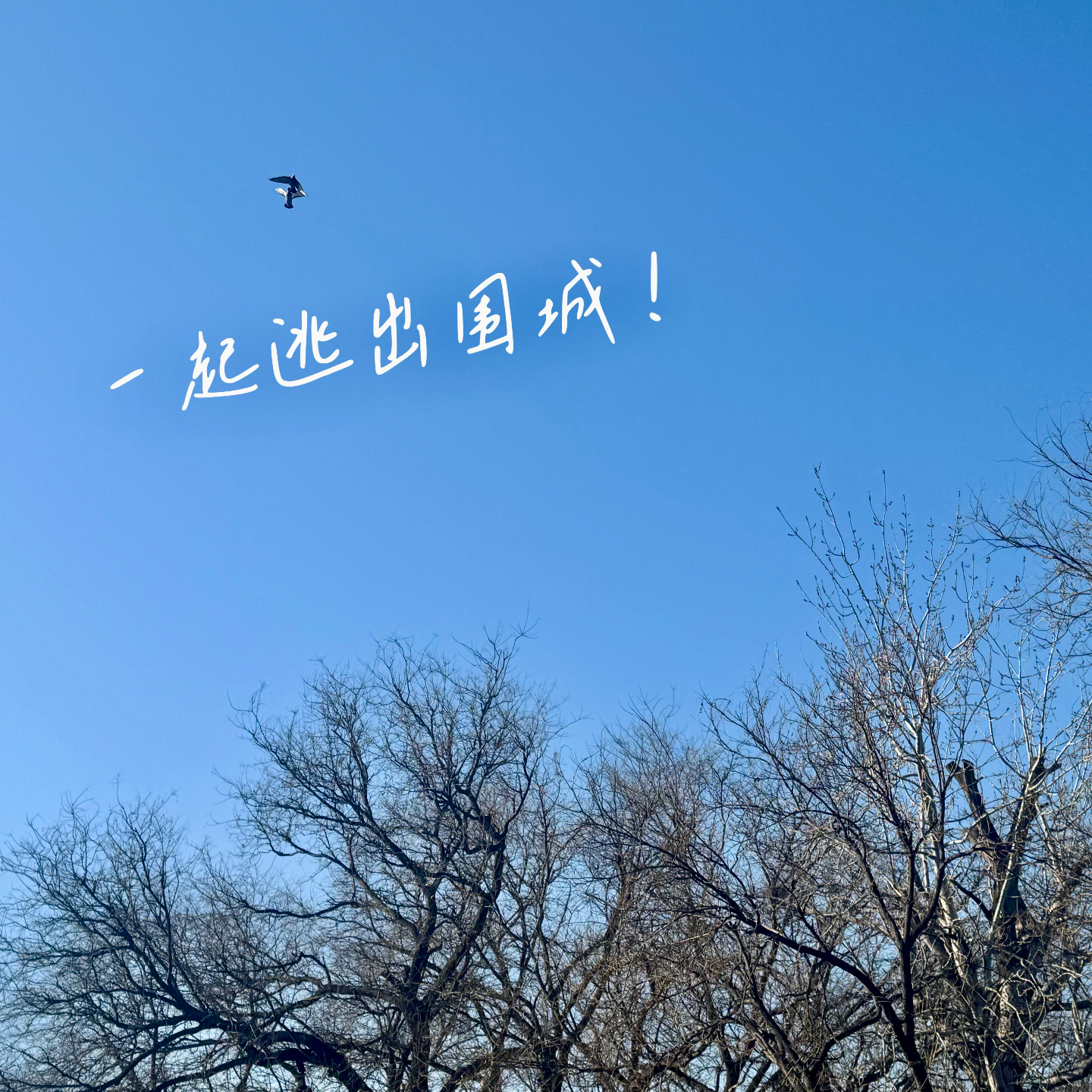EP08 害怕过年？在《围城》中寻找丢失的自我 episode artwork