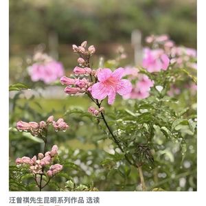 汪曾祺昆明系列选读