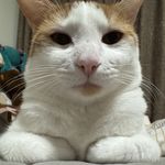 红鲤鱼与绿鲤鱼鱼