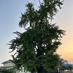 蠡天明