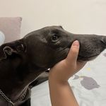 小狗回收我