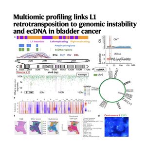 1583-L1 Retrotransposition Drives Genomic Instability