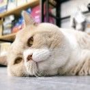 好奇不死喵