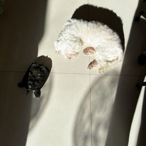 podcaster-avatar