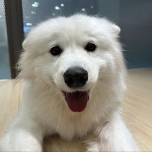 podcaster-avatar