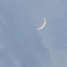 whale_RaBD