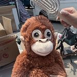 人类本质上是猴子