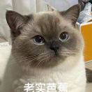 凑崎养乐多