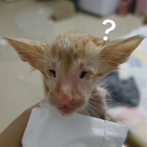 卷羊羊Ca