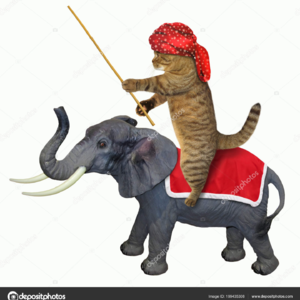 印度选举 莫迪的惨胜