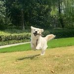 wan_ying