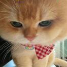 代号大本钟_BNoT