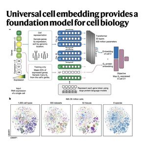 1347-A Foundation Model for Cell Biology