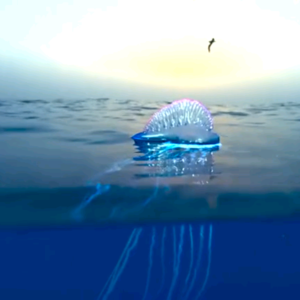 BBC Earth｜致命的僧帽水母