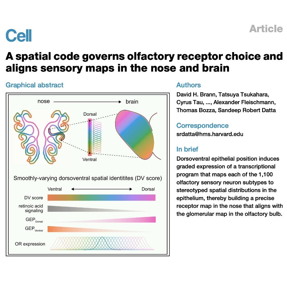992-A Spatial Code Governs Sensory Mapping episode artwork