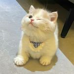 宇宙帅猫
